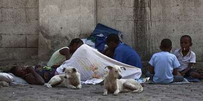 dogs in haiti